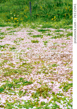 Cherry blossom petals scattered on the ground 76515941