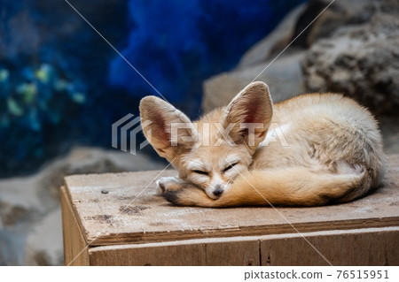 耳廓 耳廓 76515951