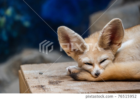 Fennec 76515952