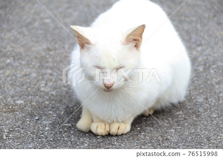 White cat sleeping on asphalt 76515998