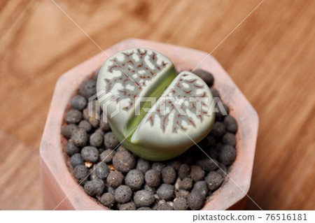 Lithops (Dorotheae c124) is cactus or succulent plants in desert, As known as living stones Lithops (Dorotheae c124) is cactus or succulent plants in desert, As known as living stones 76516181