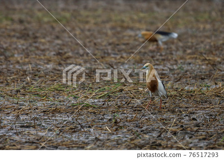 Close up the beautiful bird is catch food in paddy field at southeast asia. 76517293