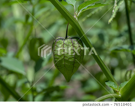 Close up Hogweed, Ground Cherry fruit on tree. Close up Hogweed, Ground Cherry fruit on tree. 76518401