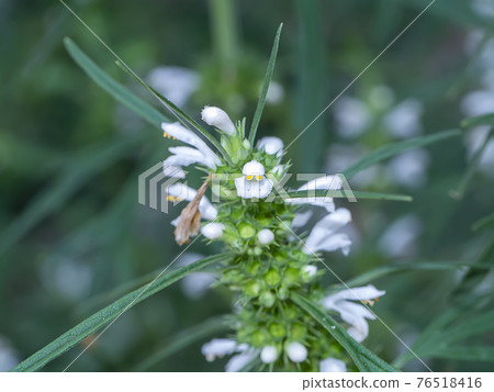 Close up of Hemp plant. 76518416