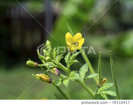 Close up of Asian Spider flower 76518417