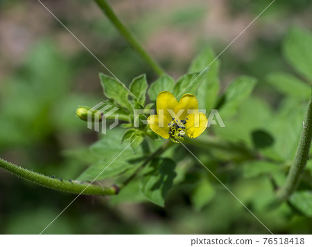 Close up of Asian Spider flower 76518418