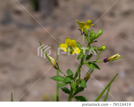 Close up of Asian Spider flower Close up of Asian Spider flower 76518419