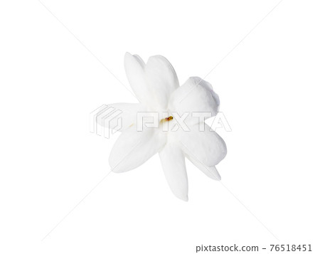 Close up of white jasmine flower isolate on white background. 76518451