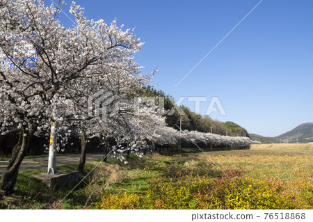 Cherry blossoms blooming along the road in Goryeong Cherry blossoms blooming along the road in Goryeong 76518868