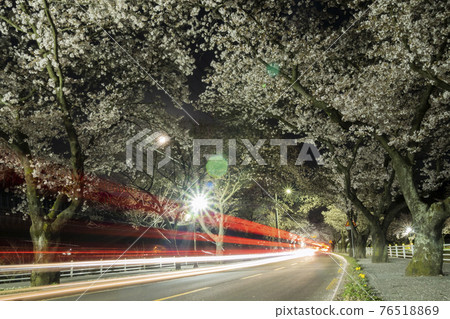 Cherry blossom road at night at the entrance of Yongyeonsa Temple in Daegu Cherry blossom road at night at the entrance of Yongyeonsa Temple in Daegu 76518869