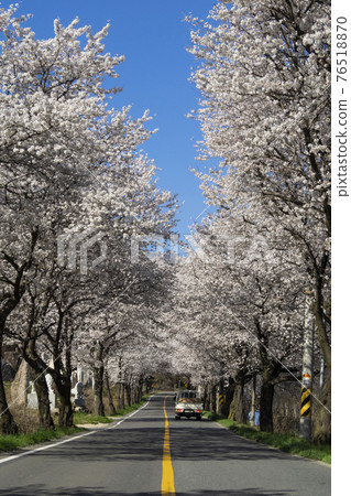 高靈二禮齋路櫻花隧道風景 高靈二禮齋路櫻花隧道風景 76518870