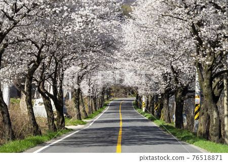 高靈二禮齋路櫻花隧道風景 高靈二禮齋路櫻花隧道風景 76518871