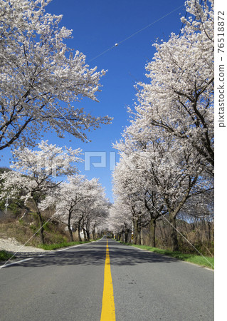 高靈二禮齋路櫻花隧道風景 高靈二禮齋路櫻花隧道風景 76518872