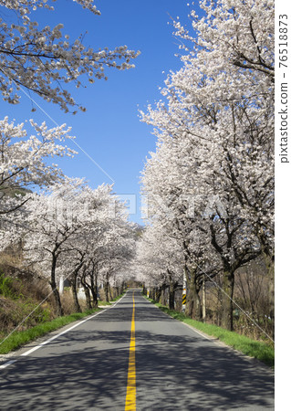 Cherry Blossom Tunnel Scenery on Goryeong Iryejae Road 76518873