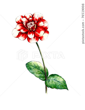Dahlia watercolor 76519008