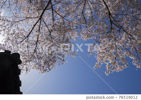 King cherry blossom tree and blue sky over the roof of a Hanok 76519012