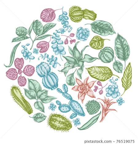Round floral design with pastel ficus, iresine, kalanchoe, calathea, guzmania, cactus Round floral design with pastel ficus, iresine, kalanchoe, calathea, guzmania, cactus 76519075