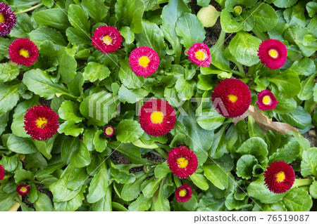 A cluster of red English daisies contrasts with green leaves. 76519087