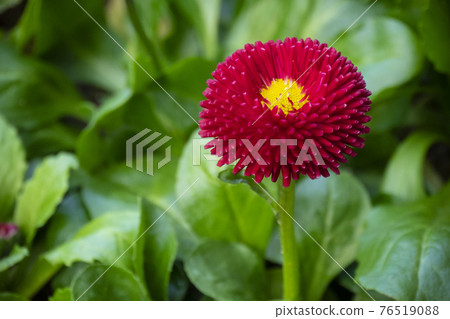 Red English daisies contrast with green leaves. Red English daisies contrast with green leaves. 76519088