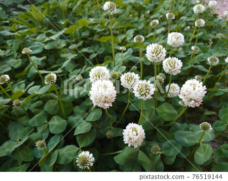 三葉草葉子和鮮花盛開在花園裡 02 76519144