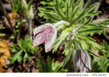 The fluffy primrose bows its head. 76519245