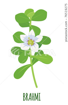 Vector Brahmi Bacopa monnieri icon isolated on white background. 76519275