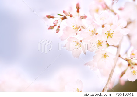 Beautifully blooming Edo Higan cherry blossoms and the sky 76519341