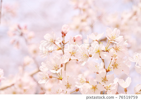 Beautifully blooming Edo Higan cherry blossoms Beautifully blooming Edo Higan cherry blossoms 76519759