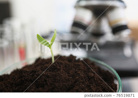 Petri dish with green young sprout standing in front of microscope in laboratory 76519871