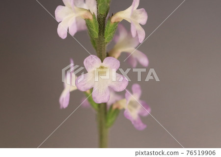 Verbena flower 76519906