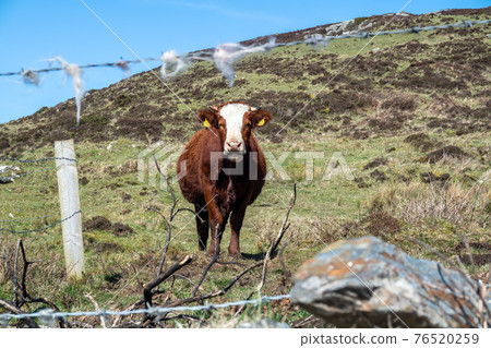 Donegal, Ireland - April 03 2021 : Brown cow resting in field behind barb wire in Ireland Donegal, Ireland - April 03 2021 : Brown cow resting in field behind barb wire in Ireland 76520259