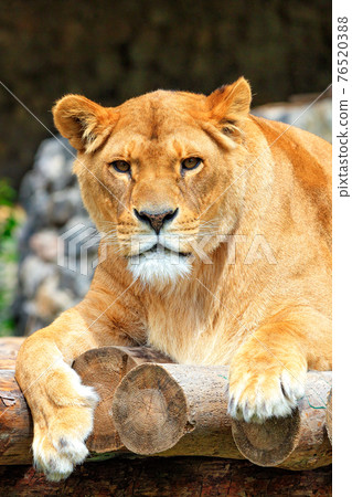 Portrait of a lioness resting on a deck of wooden logs. Portrait of a lioness resting on a deck of wooden logs. 76520388