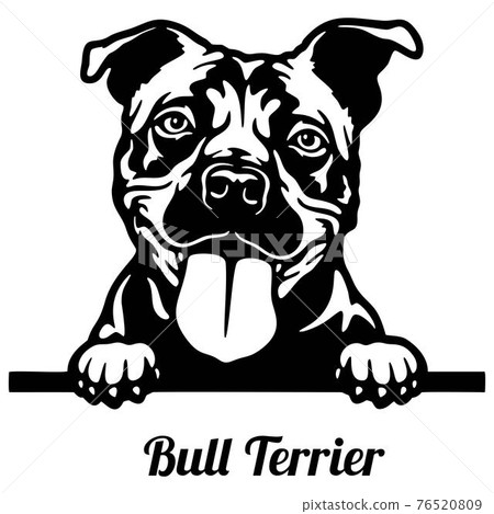 Bull Terrier Peeking Dog - head isolated on white 76520809