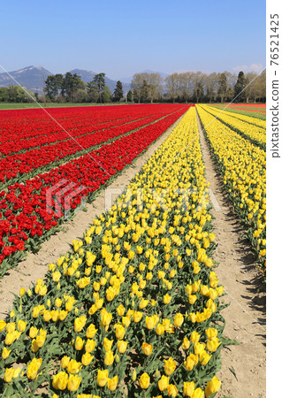 Southern France. Spring landscape. Tulip fields in Provence 76521425