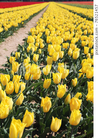 Southern France. Spring landscape. Tulip fields in Provence Southern France. Spring landscape. Tulip fields in Provence 76521457