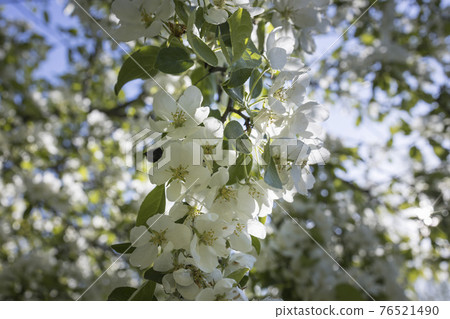 Apple tree blossoms with green leaves Spring flowers on green nature background. Apple tree blossoms with green leaves Spring flowers on green nature background. 76521490