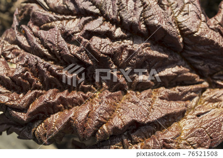 Background image of a leaf of a tree close up. 76521508