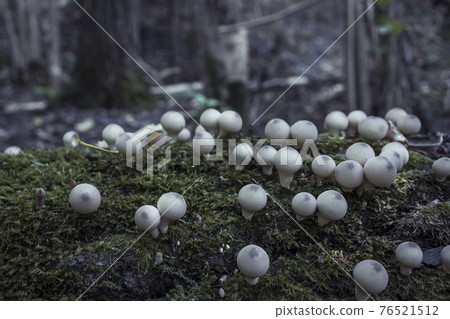Mushrooms containing psilocybin grow on green moss. 76521512