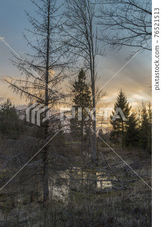 Dark misty forrest scene with dead trees shot on a cloudy morning Dark misty forrest scene with dead trees shot on a cloudy morning 76521513