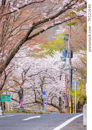 琵琶湖（四月陽光明媚的櫻花） 76521640