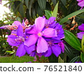 Tibouchina urvilleana pretty purple Princess Flower 76521840