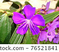 Tibouchina urvilleana pretty purple Princess Flower 76521841