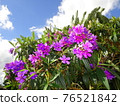 Tibouchina urvilleana pretty purple Princess Flower 76521842