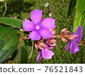 Tibouchina urvilleana pretty purple Princess Flower 76521843