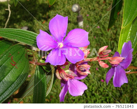 Tibouchina urvilleana pretty purple Princess Flower 76521843