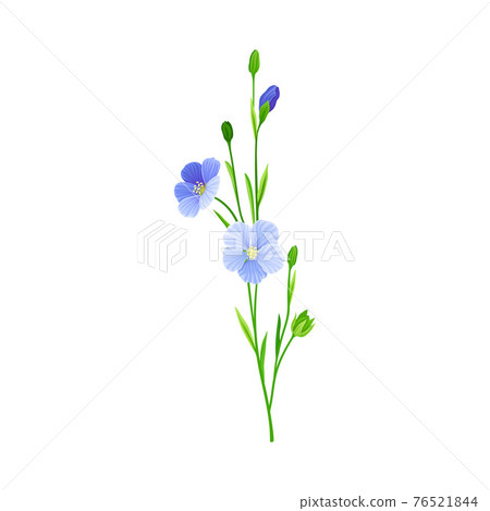 Blue Flax or Linseed Flowers with Five Petals as Cultivated Flowering Plant Specie Vector Illustration Blue Flax or Linseed Flowers with Five Petals as Cultivated Flowering Plant Specie Vector Illustration 76521844