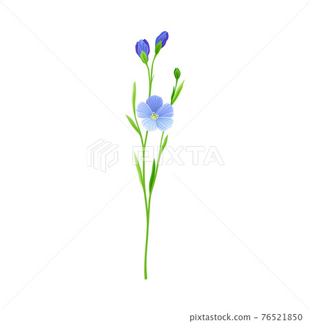 Blue Flax or Linseed Flowers with Five Petals as Cultivated Flowering Plant Specie Vector Illustration 76521850