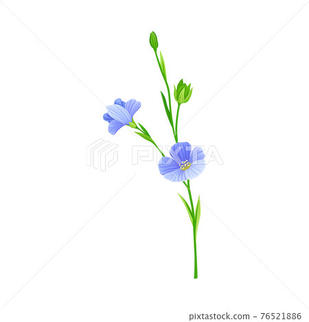 Flax or Linseed as Cultivated Flowering Plant Specie with Blue Flowers on Stem Vector Illustration Flax or Linseed as Cultivated Flowering Plant Specie with Blue Flowers on Stem Vector Illustration 76521886