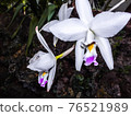 Purple and white orchid blooming in spring 76521989