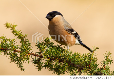 Female of eurasian bullfinch, pyrrhula pyrrhula, resting on the common juniper 76522142